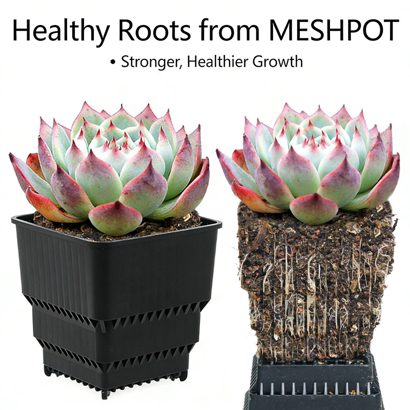MESHPOT Zestaw 6 Kwadratowych  – Echeveria Succulent recenzja i cena