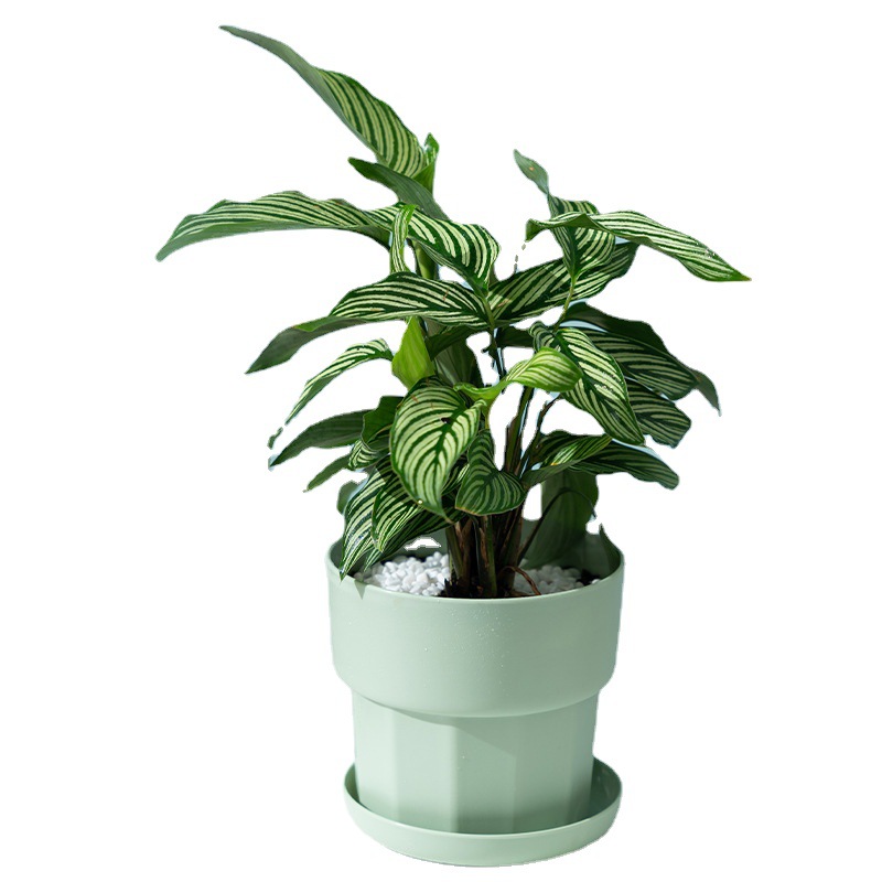 Doniczka na sukulenty w stylu  – Aloe Vera Pot recenzja i cena