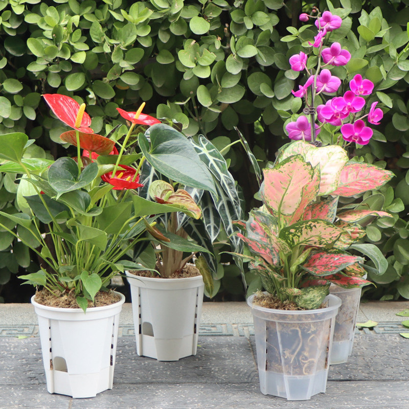 Przezroczysty garnek do orchid – Aloe Vera Pot recenzja i cena